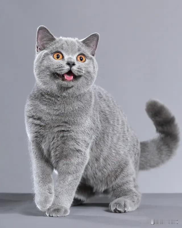 两只猫互相舔毛，背后含义可不少。首先，这可能是感情好、关系亲密的表现。猫咪通过舔