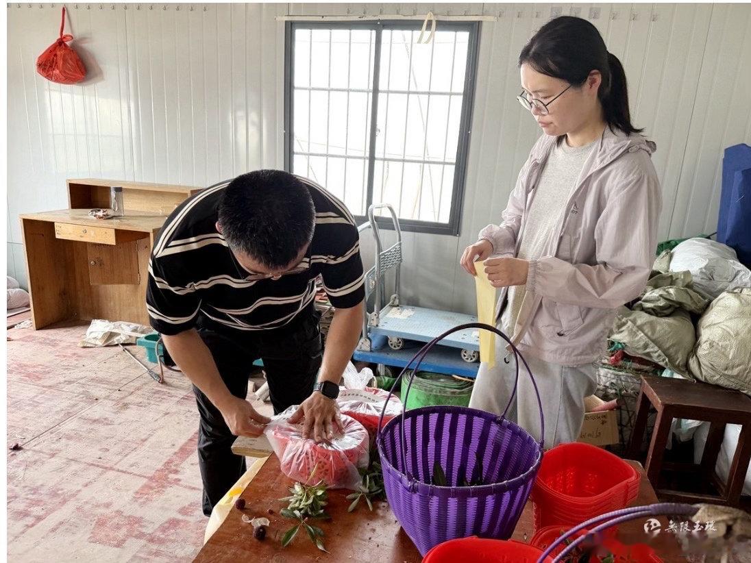 玉环杨梅上市前先过安全关玉环杨梅即将大批量上市，农技部门落地抽样检测，源头管控农