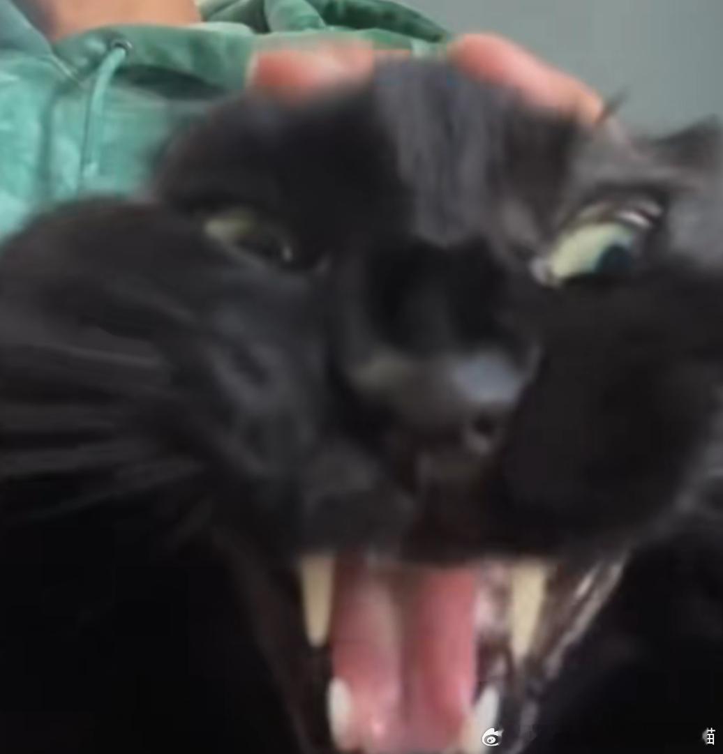 49580【丑猫】钟馗 