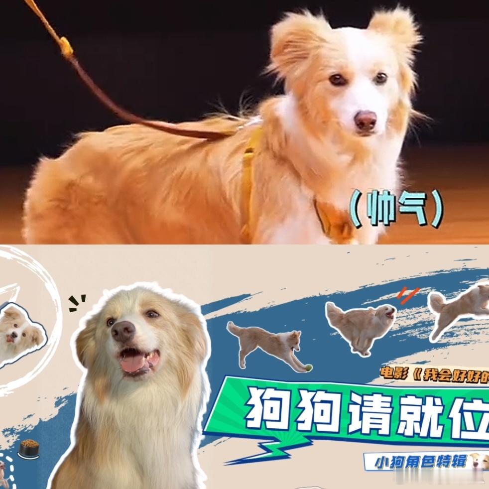 张子枫谈和塔塔双向奔赴从张子枫的分享中，看到她和塔塔在《我会好好的》片场双向奔赴