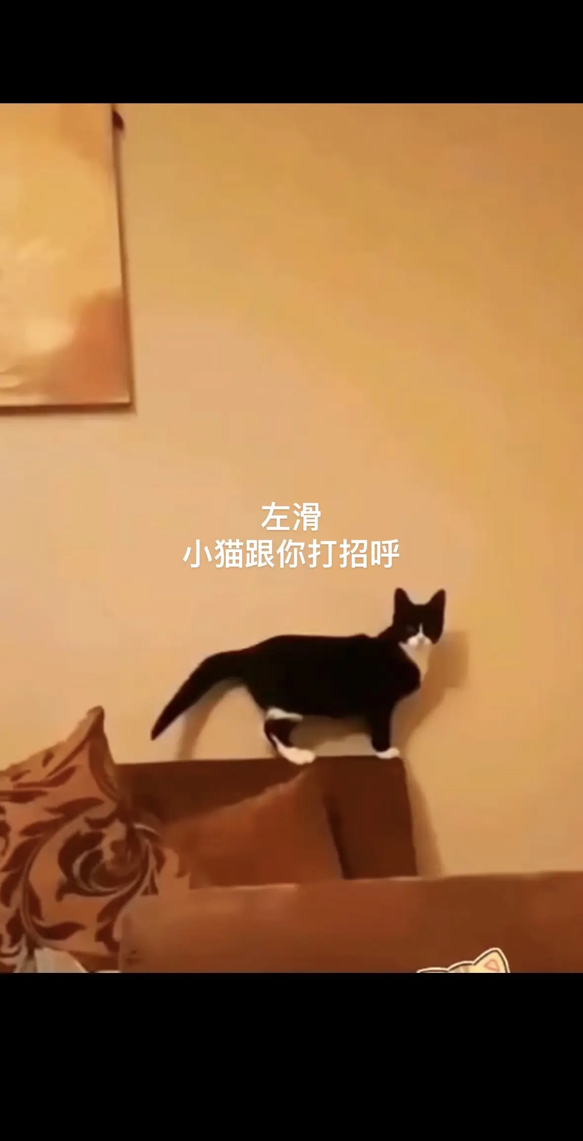 猫：人 你好