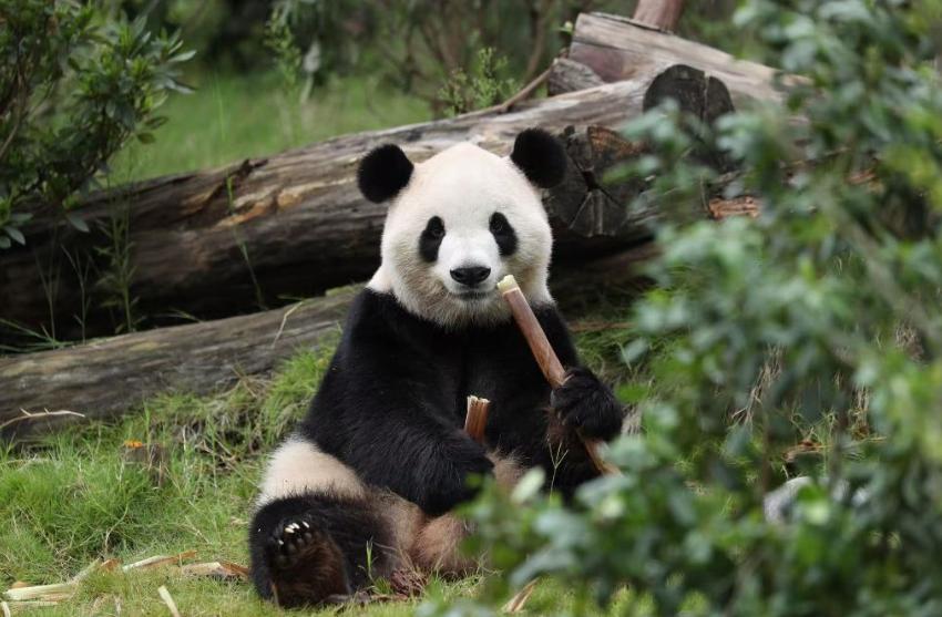 就在昨夜，两只熊猫的名字忽然出现在了白宫。一只唤平平，一只名福双。它们不日就要从