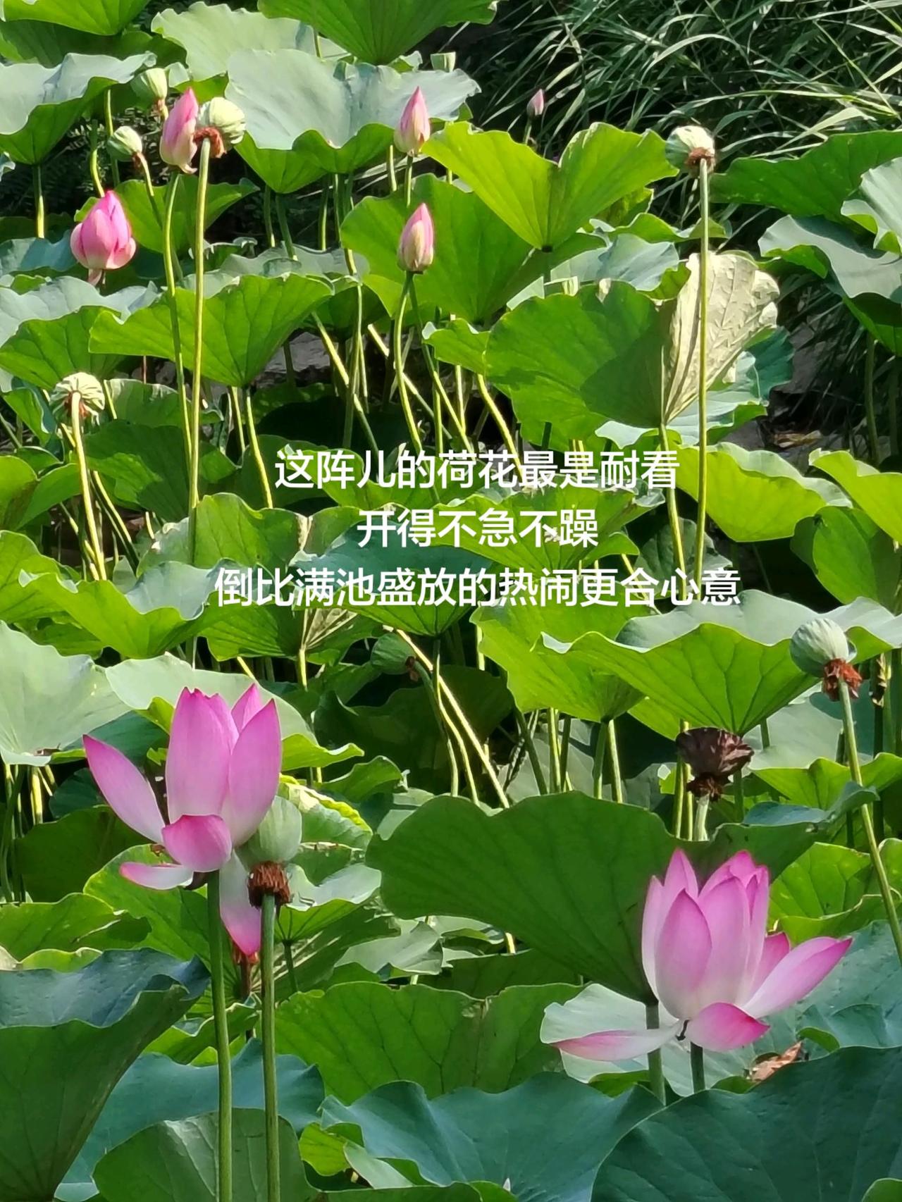 我的图片 抖音ai创作 荷花盛开 原创视频