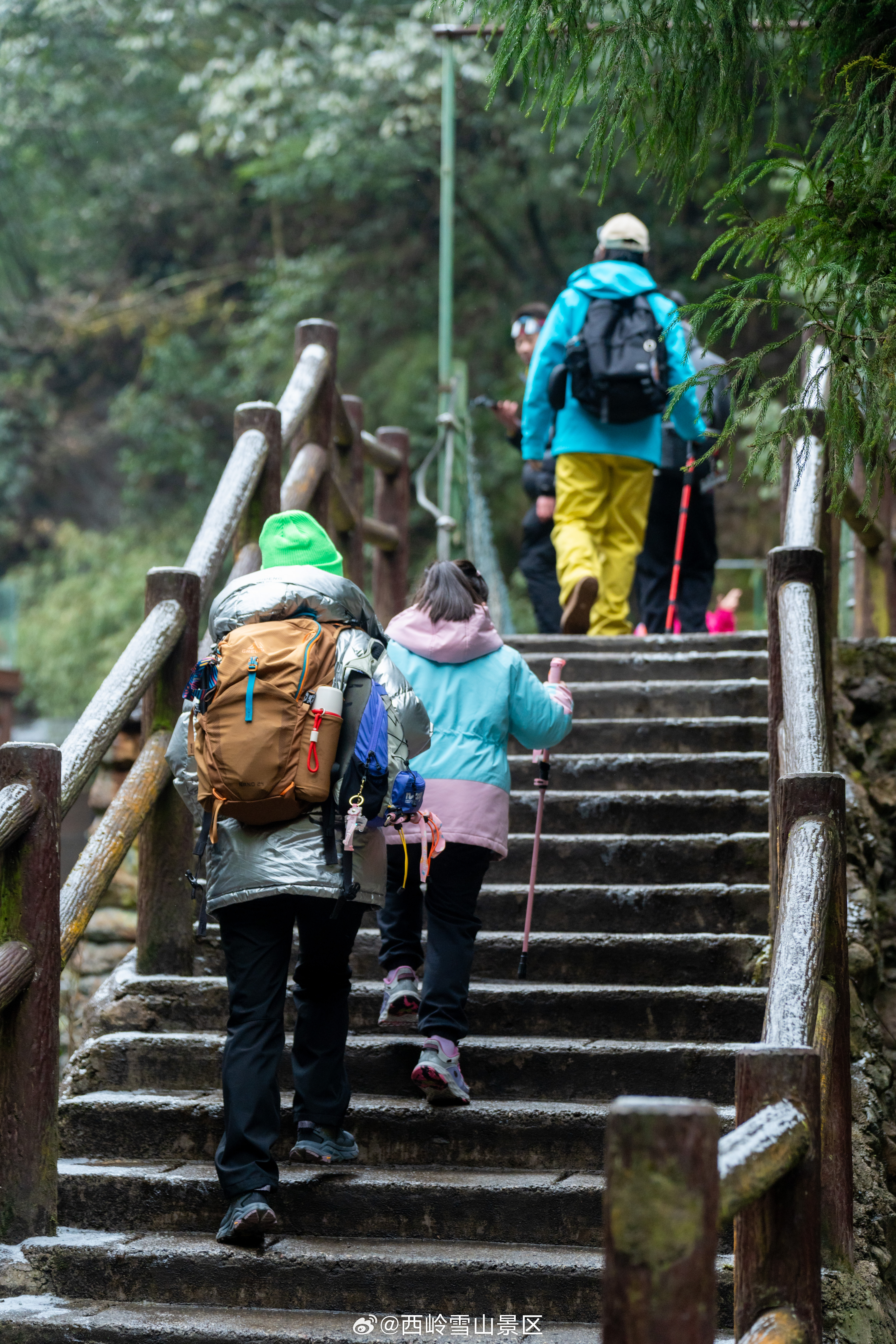 【大飞水报春花开了！徒步7.6公里领限量奖牌🏅】3月4日实探：✅报春花刚刚盛开