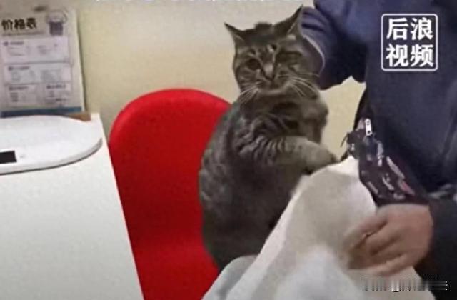 河北，一位大妈用蛇皮袋装着一只小猫，驾驶着着三轮车驱车两小时赶到市区宠物医院，希