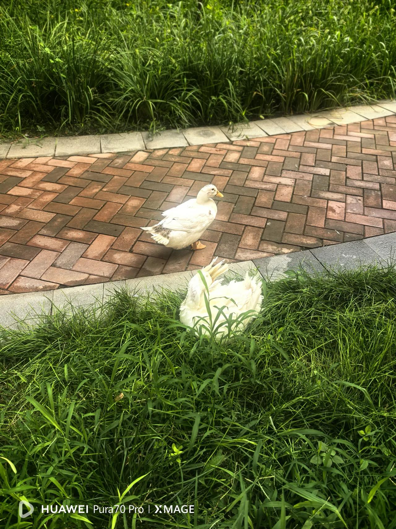 不反对养宠物，但坚决反对不文明养宠物。养宠物是个人的爱好，只要不违法无可厚非。但