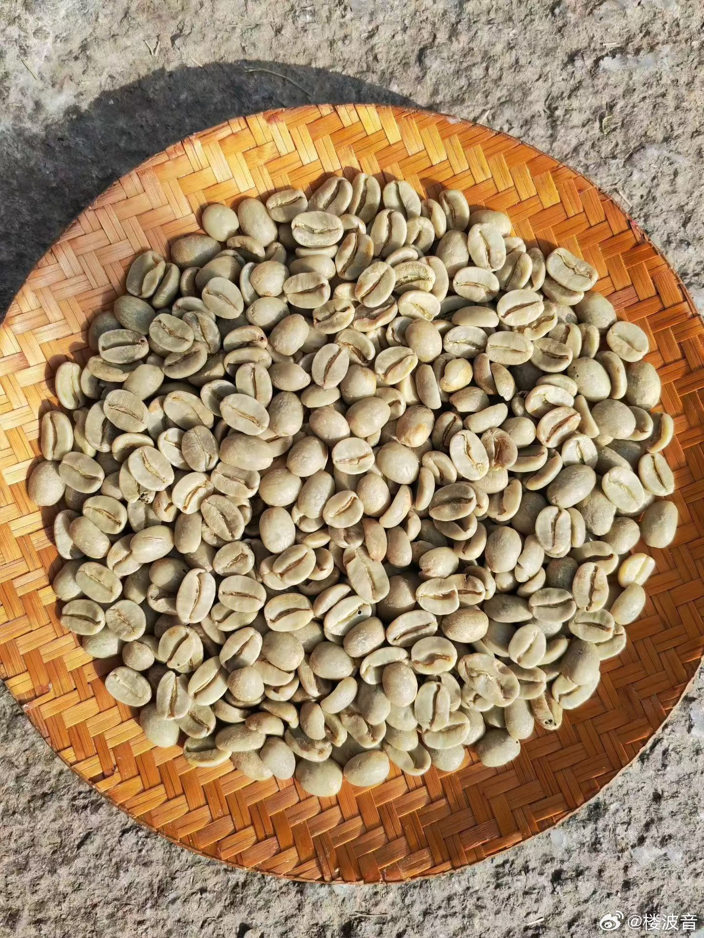 2026年开年回归牙买加蓝山咖啡海拔最高庄园，真正1800海拔。AMBER恩博庄