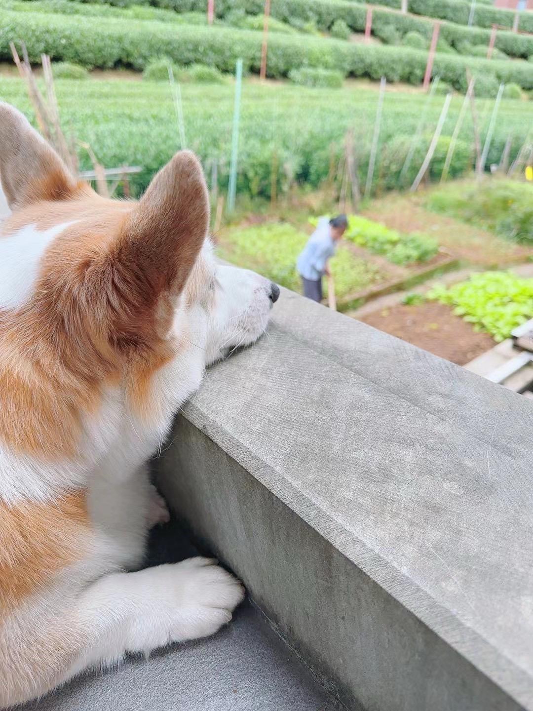 小狮子 我要如何形容你的特别 我的小狗总给我一种它有心事的感觉，有的时...