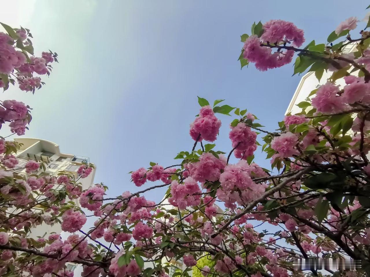 回武汉倒计时了！真舍不得儿子！

那天老公在携程上买票时，儿子用小时候的语气对我