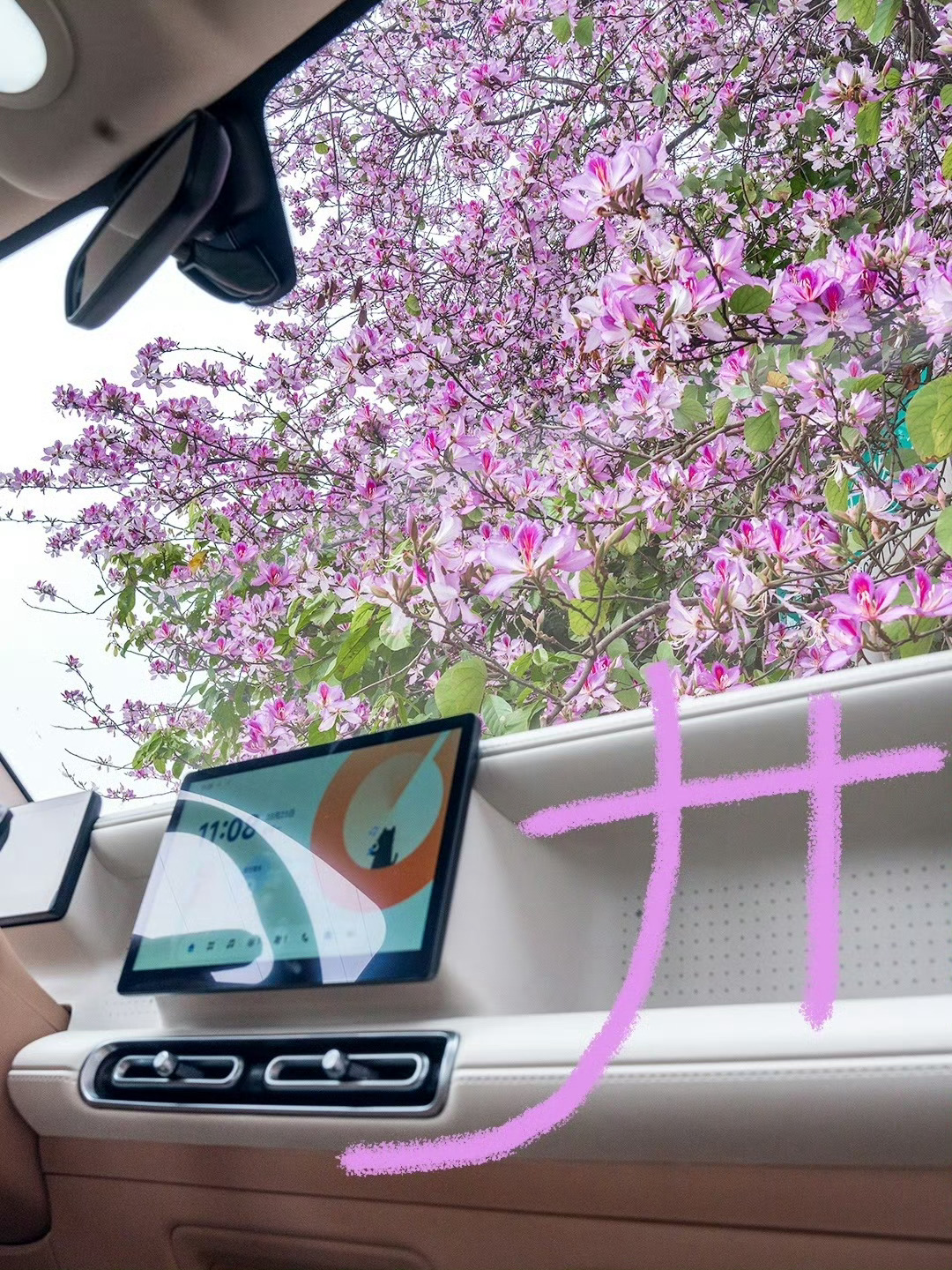 柳州的黄风铃和紫荆花又开了🌸宝宝巴士当然要第一个合照！📷用涂鸦的方式打开来自