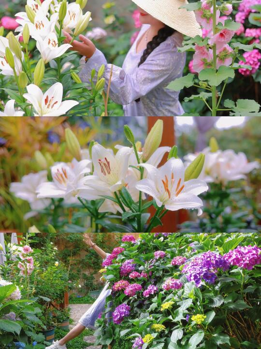 绣球、百合、蜀葵都比我高耶……