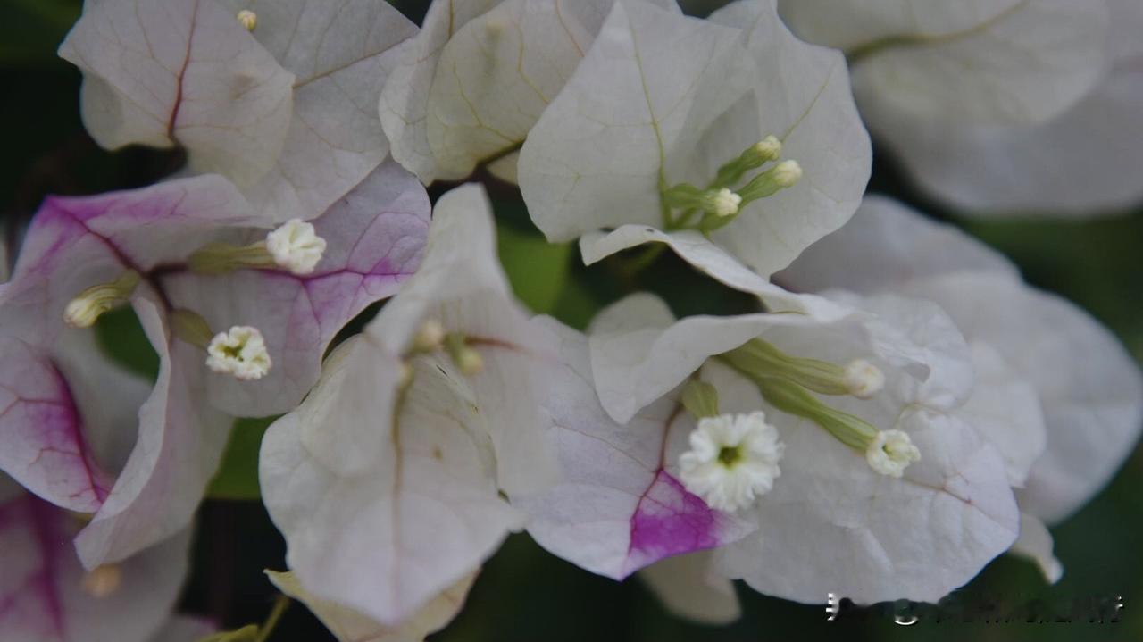 分享手机里随手拍花花草草春天的三角梅，又称叶子花，也称簕杜鹃，色彩缤纷叶子簇拥着