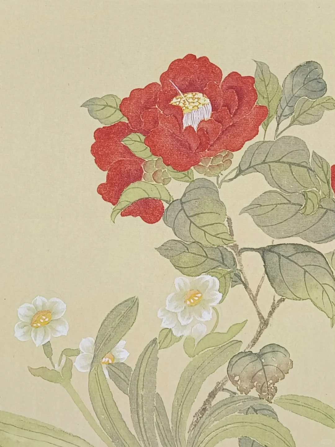 没骨画‖山茶水仙花