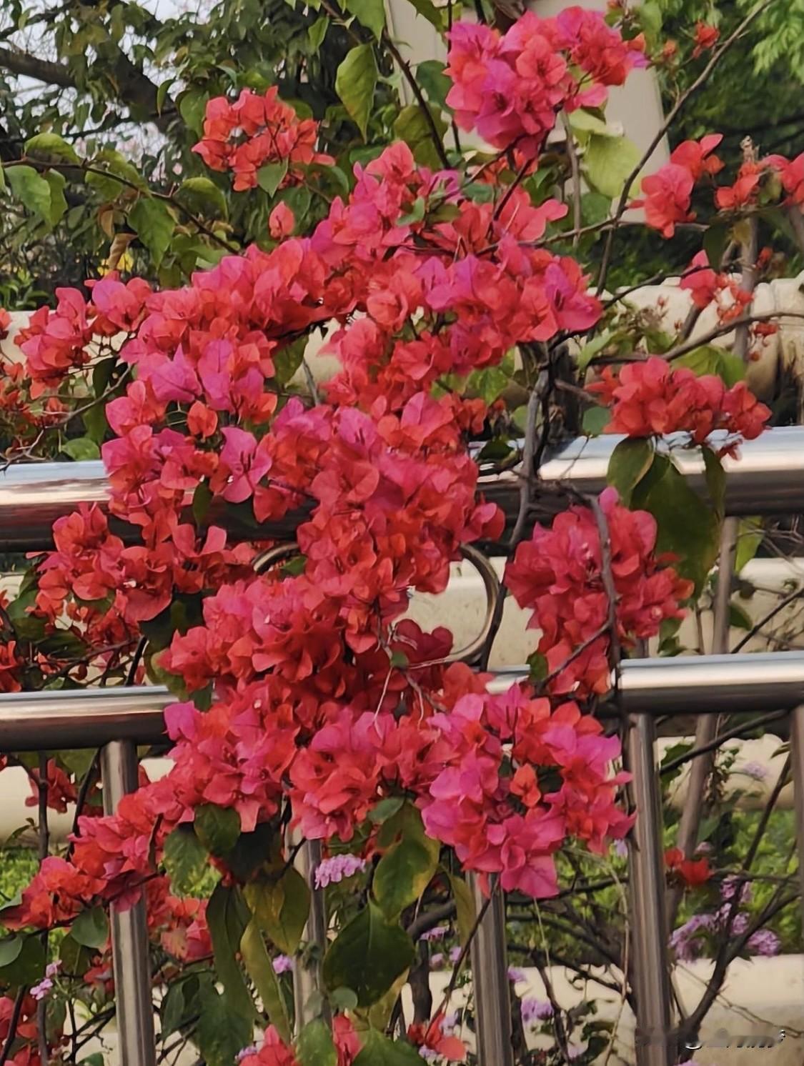 人生如戏，每个人都是主角，却没有预设剧本和重来机会，演好自己是一生的修行。
晨起