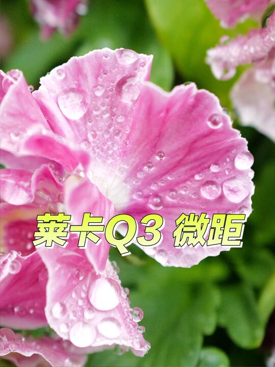 交换一张莱卡照片