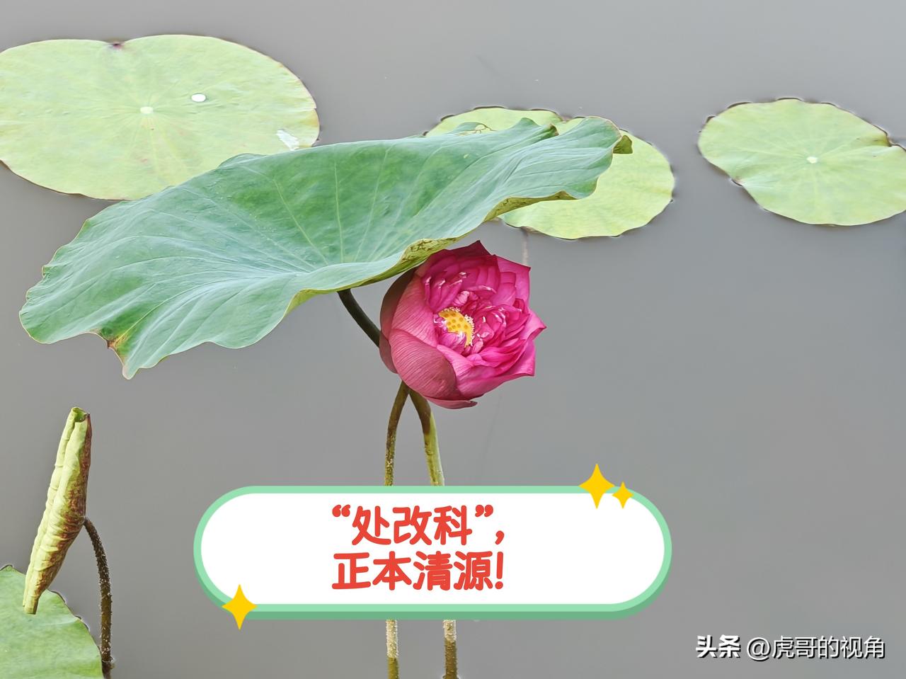 近期，地级市市直机关局规范内设机构名号的消息登上热搜，原以“处”命名的内设机构全