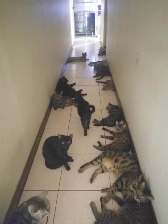 单兵注意，发现前方数枚猫咪地雷