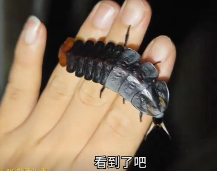 “老一辈咋不早说！这玩意儿竟是萤火虫小时候？” 最近网友晒的萤火虫幼虫照片，让年