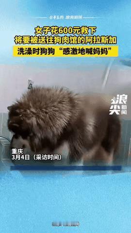 "太有灵性了！"重庆，一女子花600元救下了一只阿拉斯加，这只狗140斤，养它的