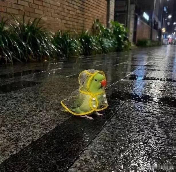 穿雨衣的鹦鹉是有史以来最可爱的东西  ​ ​​​