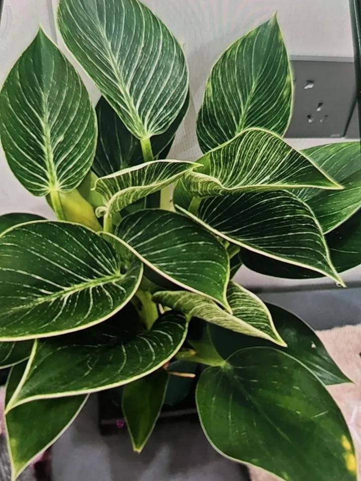 下联：冬吟瑞雪丰年    横批:四季如画！