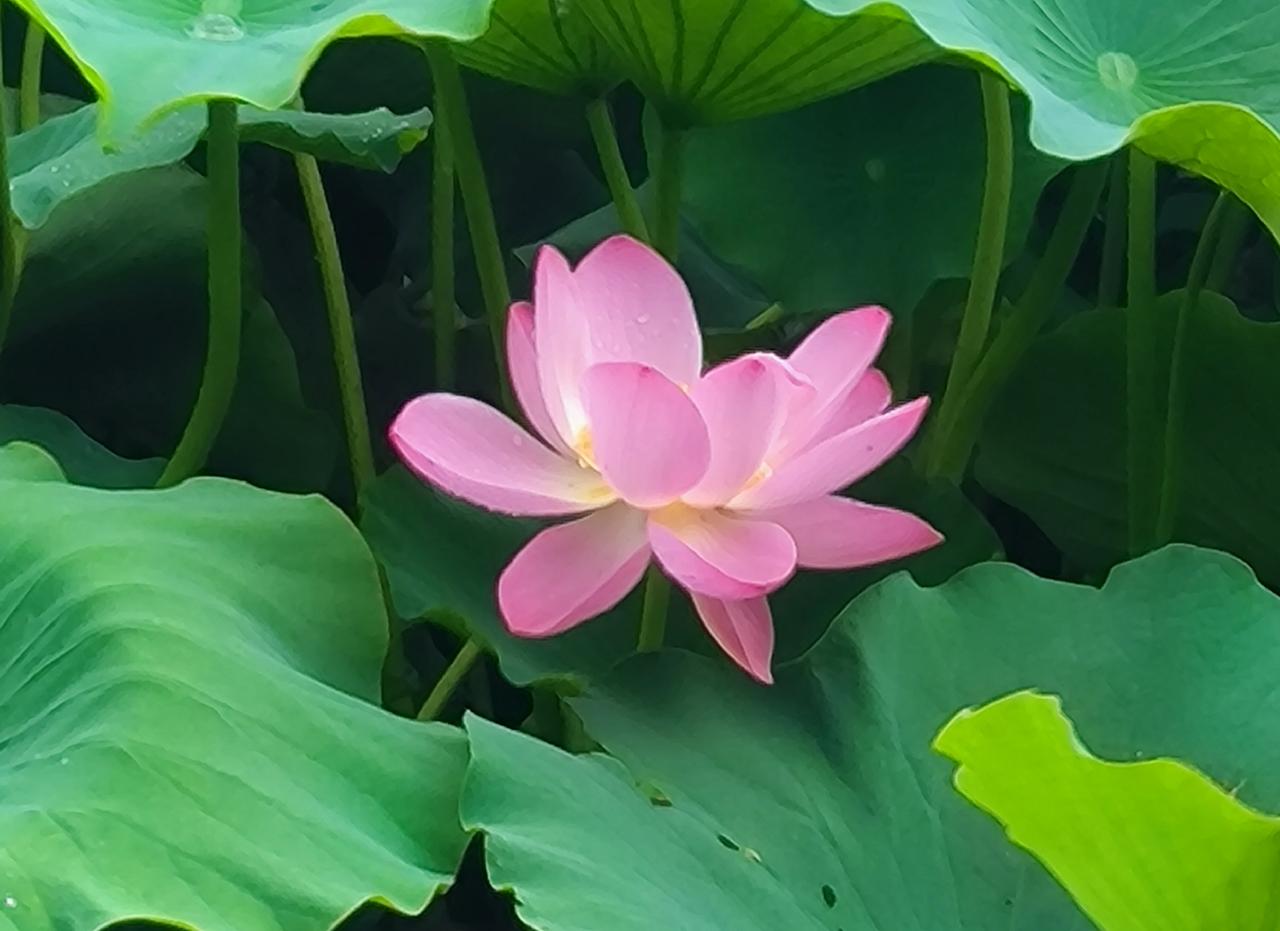 做校长的一定要清醒，听话要听音，要了解对方的真实目的。

有一位校长说，跟着他一