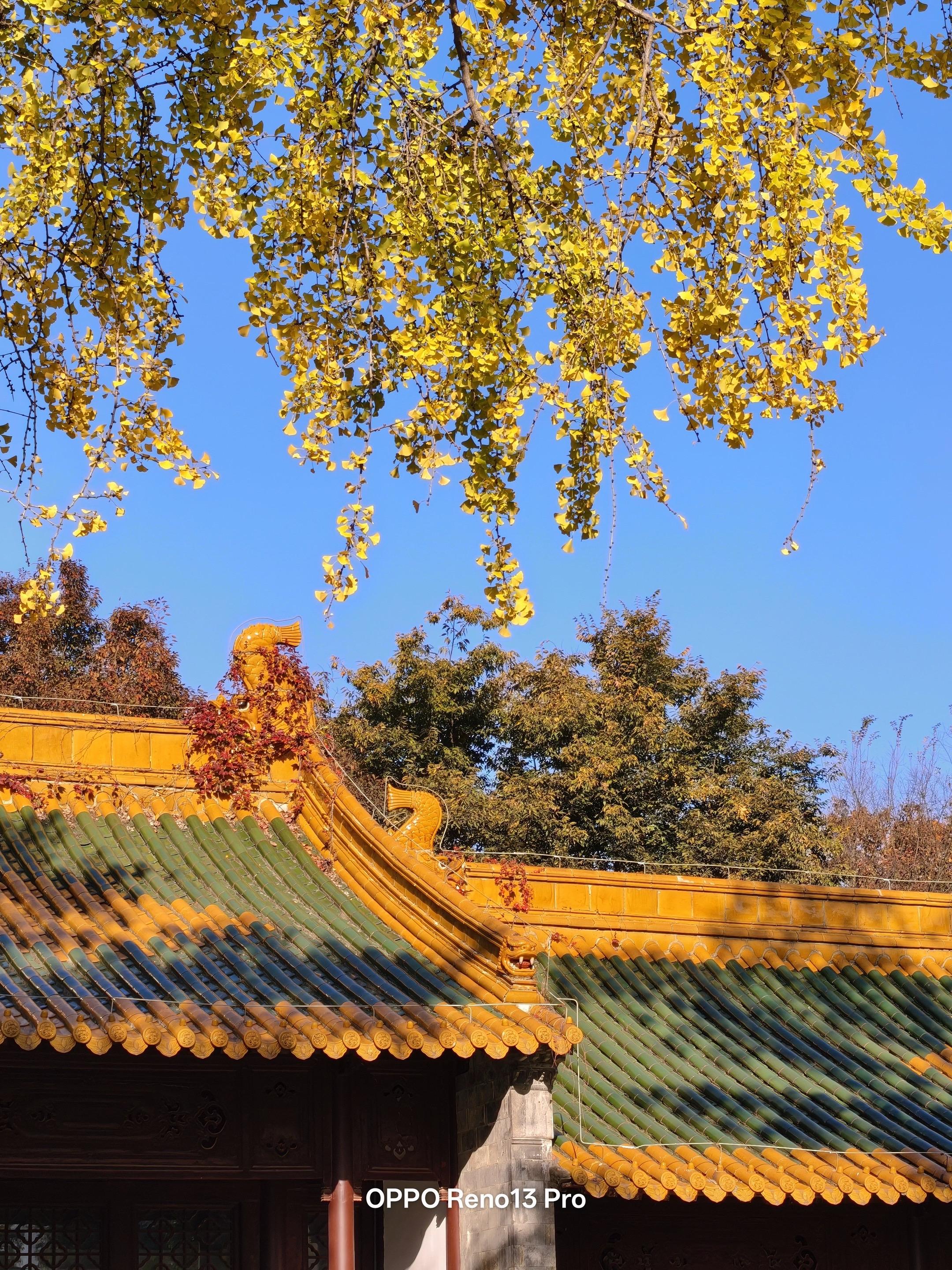 南京秋日MVP机位大公开🍂。🍁 绝美机位大盘点 🍂 机位：南京朝...