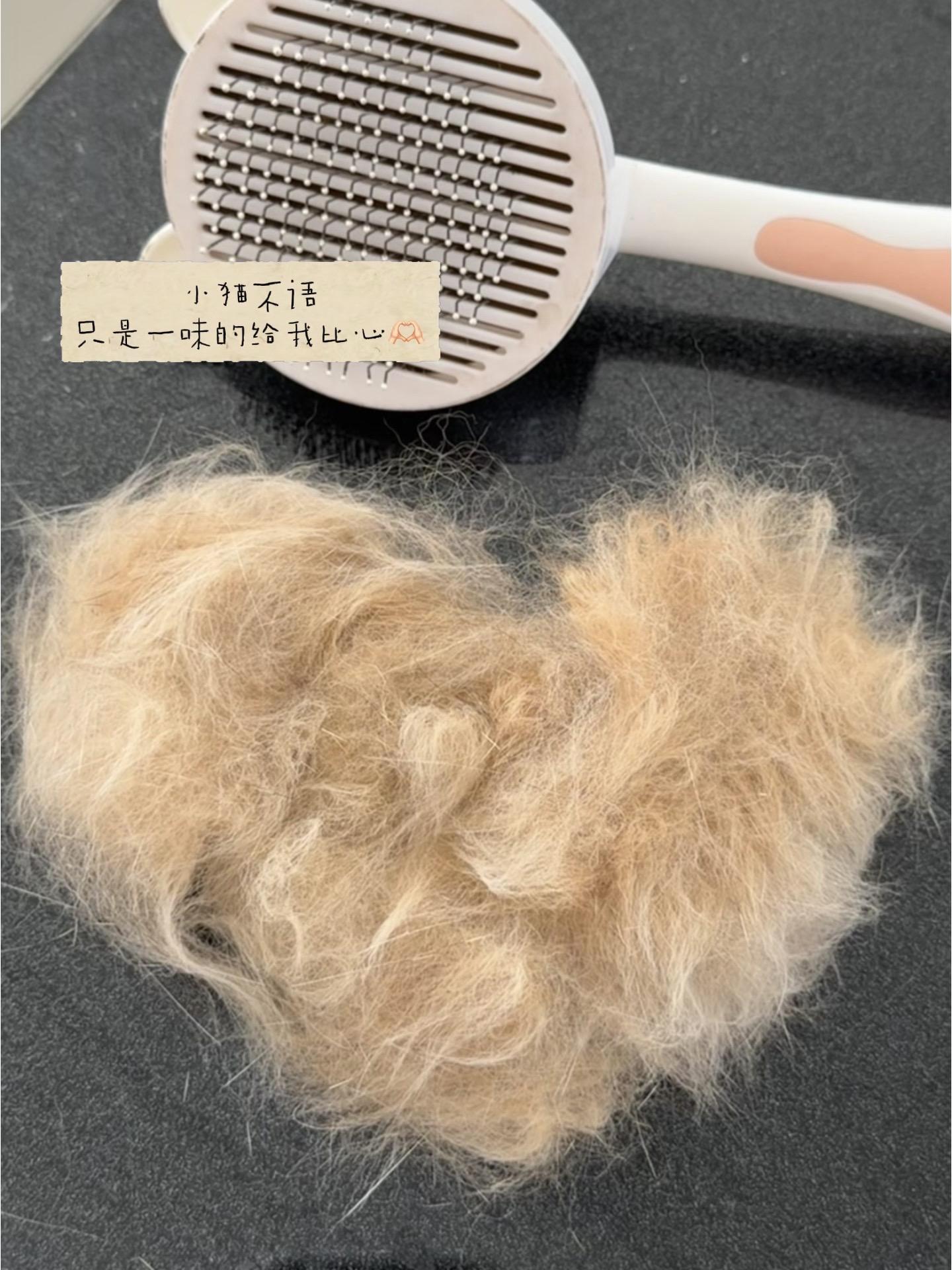 小猫不会说话，但是会用自己的方式表达爱💓