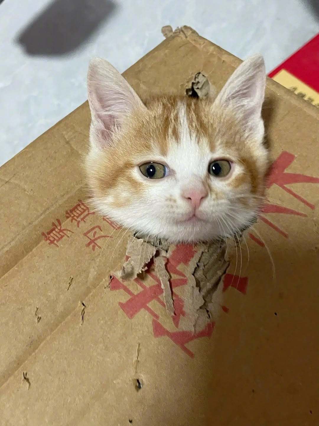 😼 