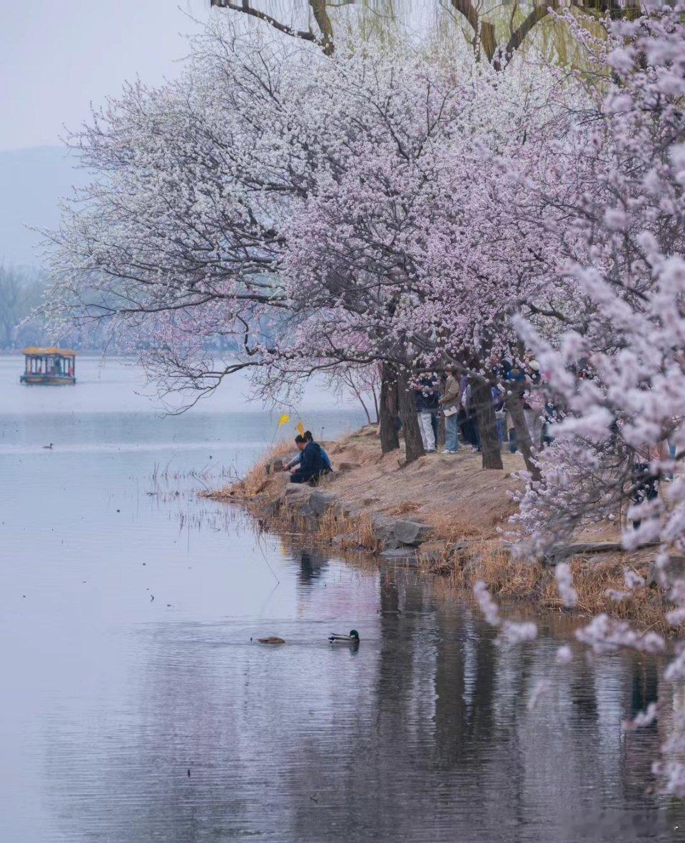 #颐和园西堤桃花迎春吐蕊#不到颐和园，怎知春色如许？阳春三月，春意盎然，伸个懒腰