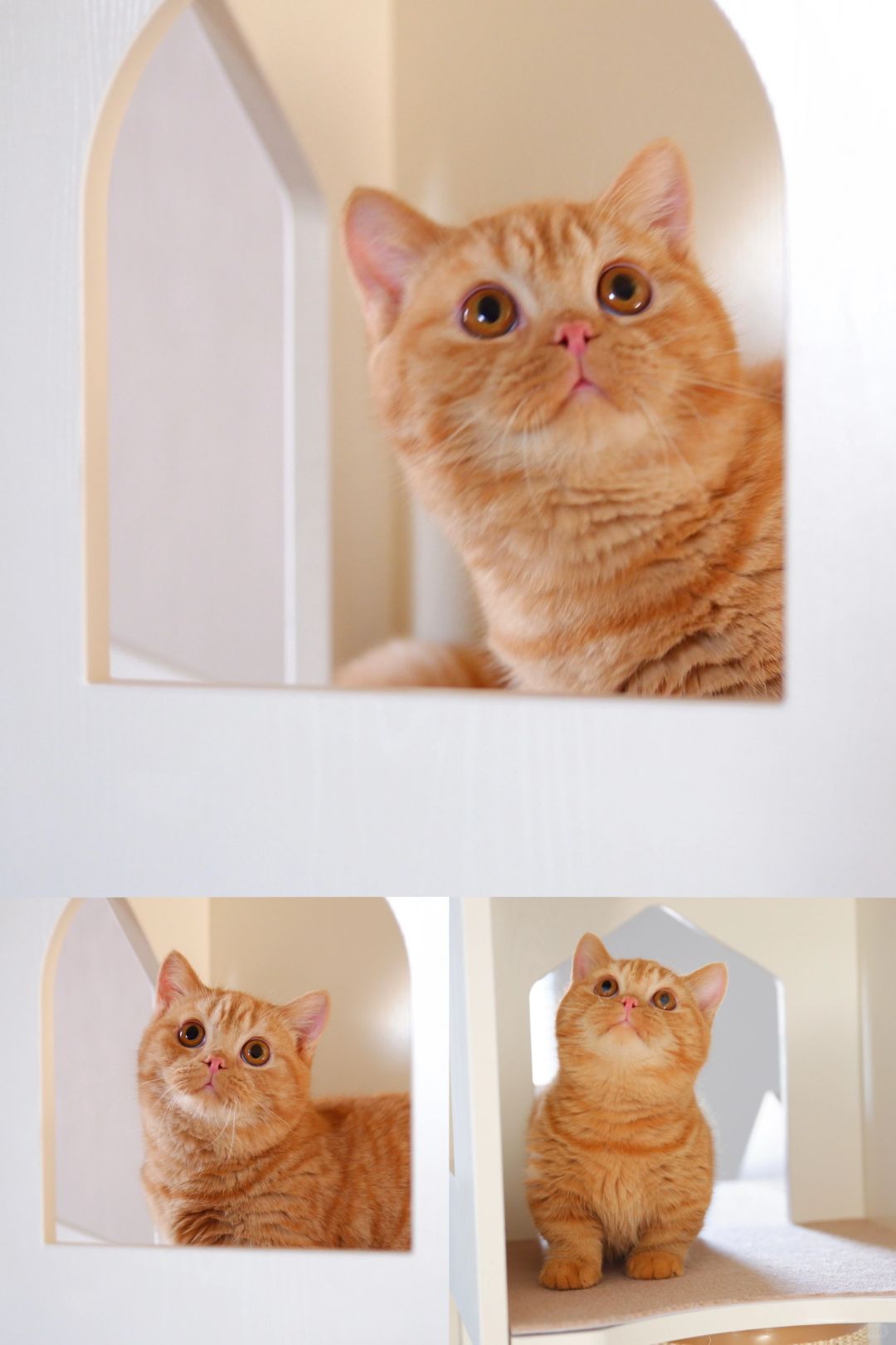 一不小心就…那么胖了 大橘矮脚猫🍊
