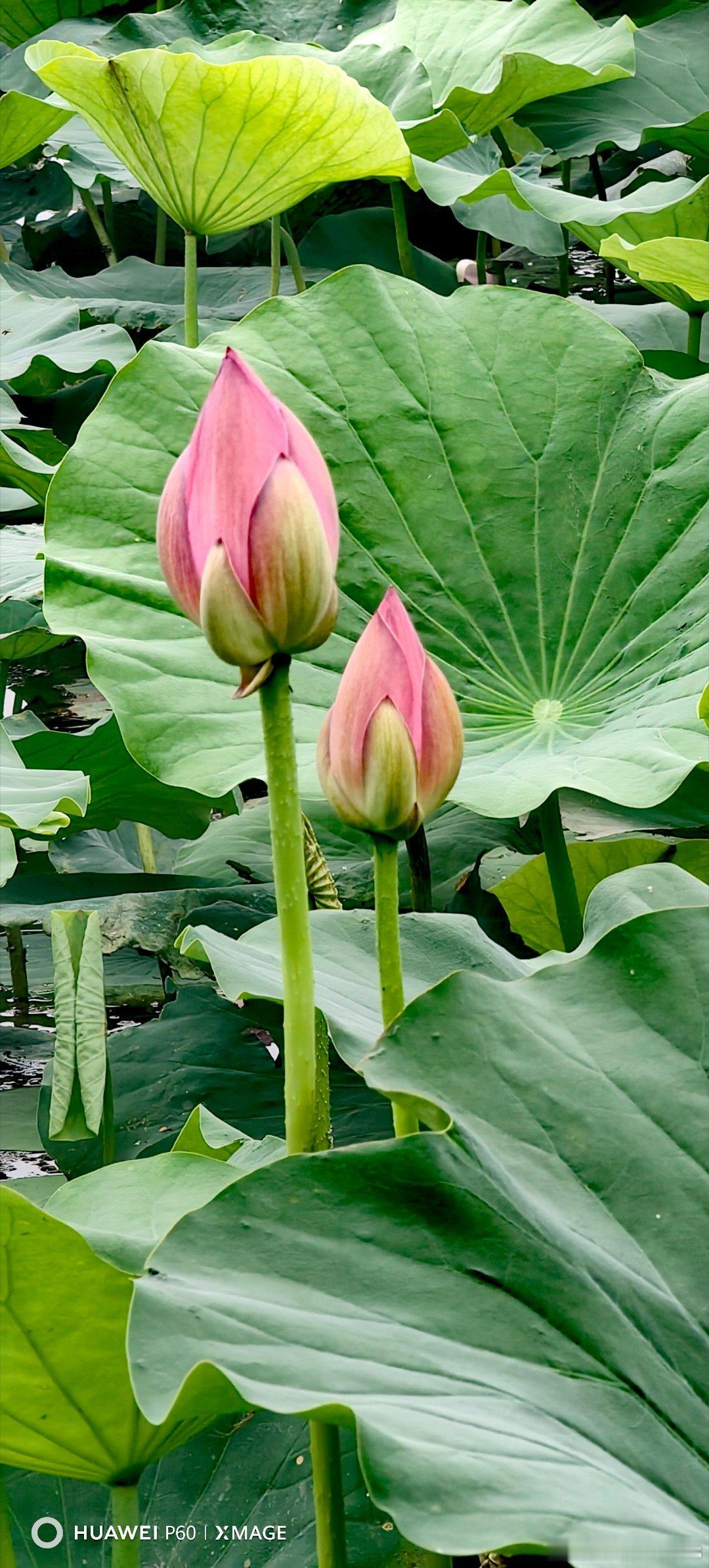 映日荷花别样红。夏日荷花莲花荷花 北京·白浮泉公园
