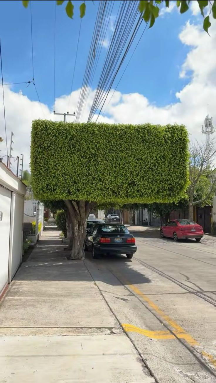 🌳 如果国内行道树都修成这样，你支持吗？

墨西哥街头的"方块树"——树冠被修