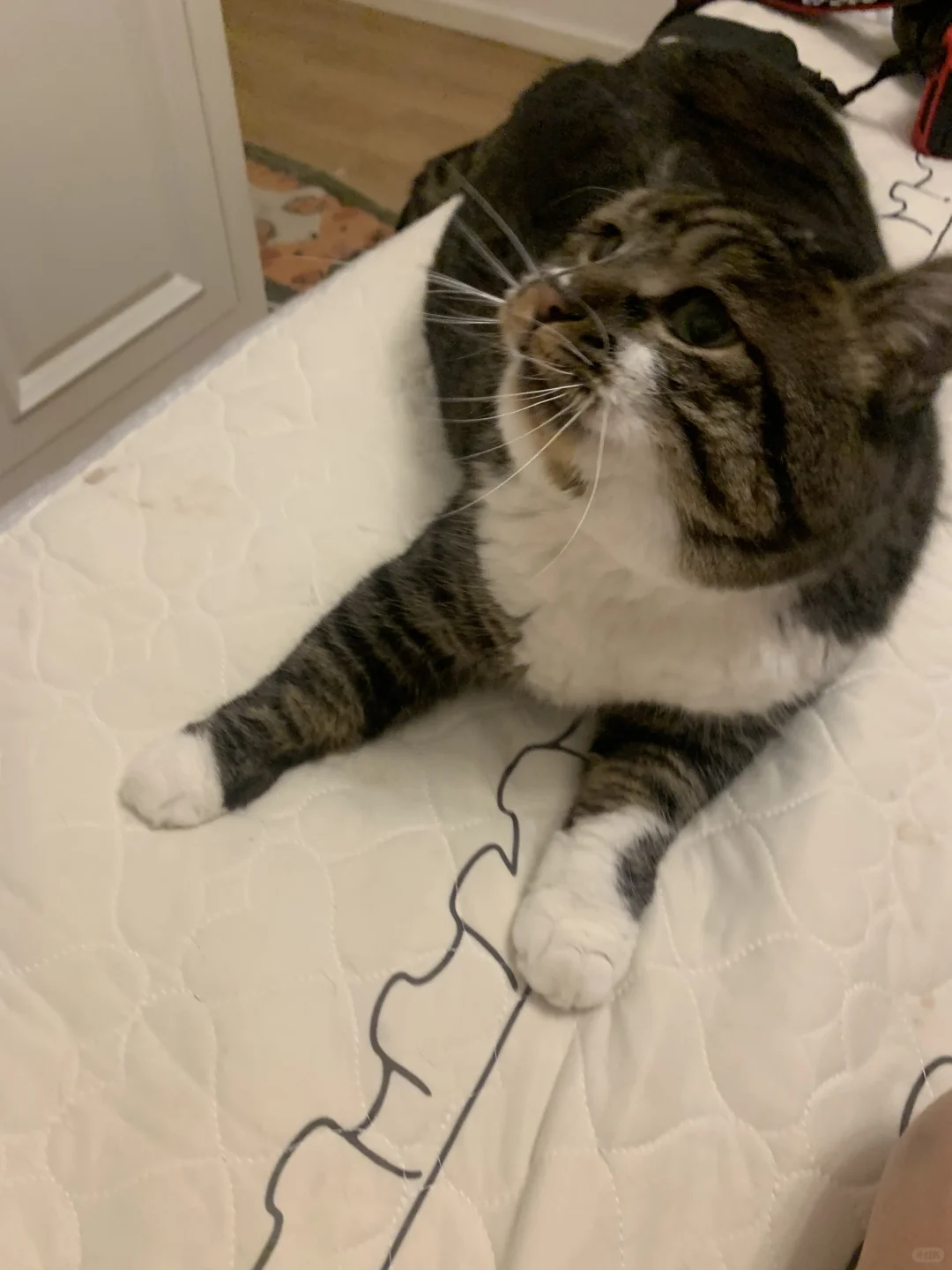 飞机耳对眼小猫？