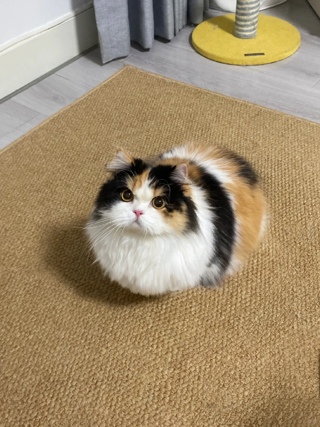 小猫失去四肢，主人不离不弃