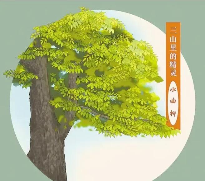 吉林白山，农民大爷因两棵树挡住阳光影响其农作物生长，用玉米秸秆包住两棵树的根部并