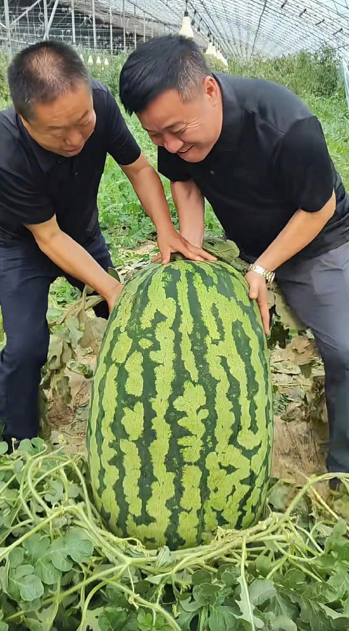 120斤西瓜瓜王拍卖仅617元成交 中国有句老话，赔本挣吆喝，这个价格说是亏了，