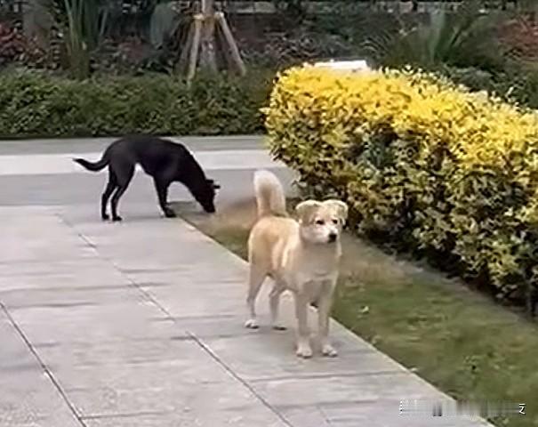 人不要脸，
百事可为；
法治社会，任性必惩！

北京李女士遛狗不牵绳还怼邻居，采