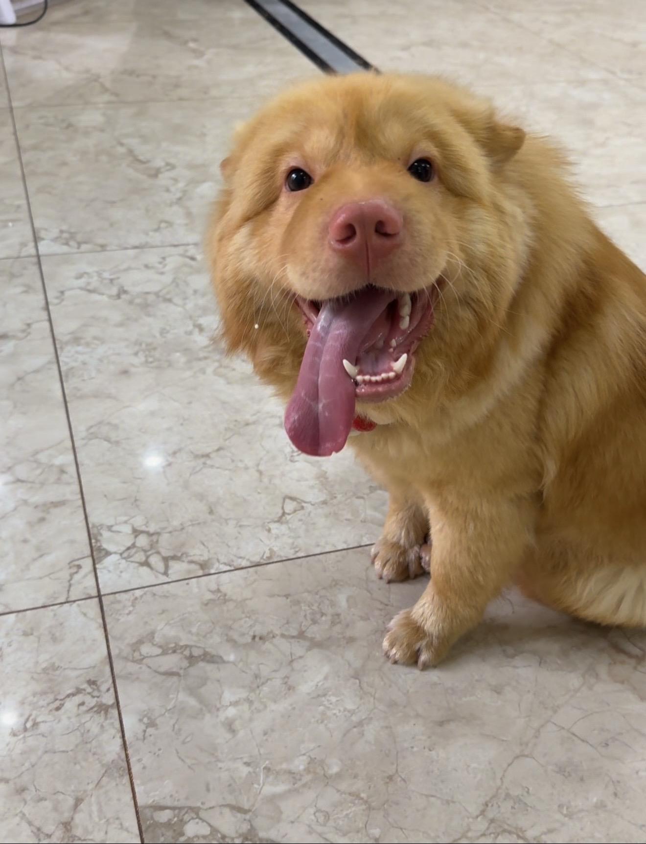 小米最近的美照来啦。