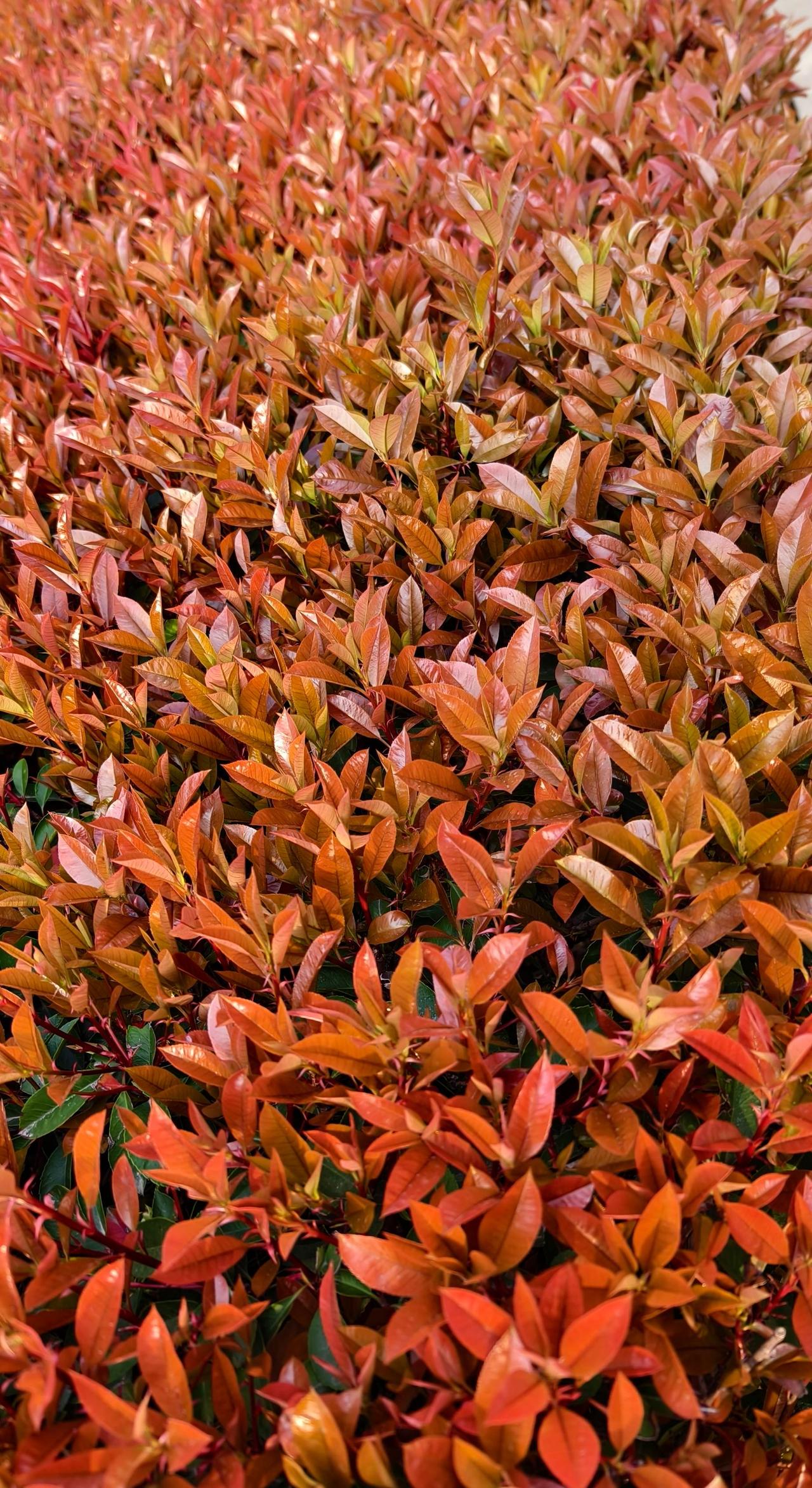 枫叶铺地 红色黄麻 红叶李