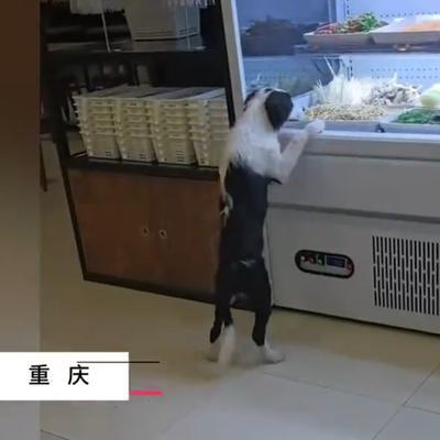 “这就是让狗进餐厅的下场！”重庆一麻辣烫店内，一只未牵绳的边牧趴在菜品冷柜前舔食