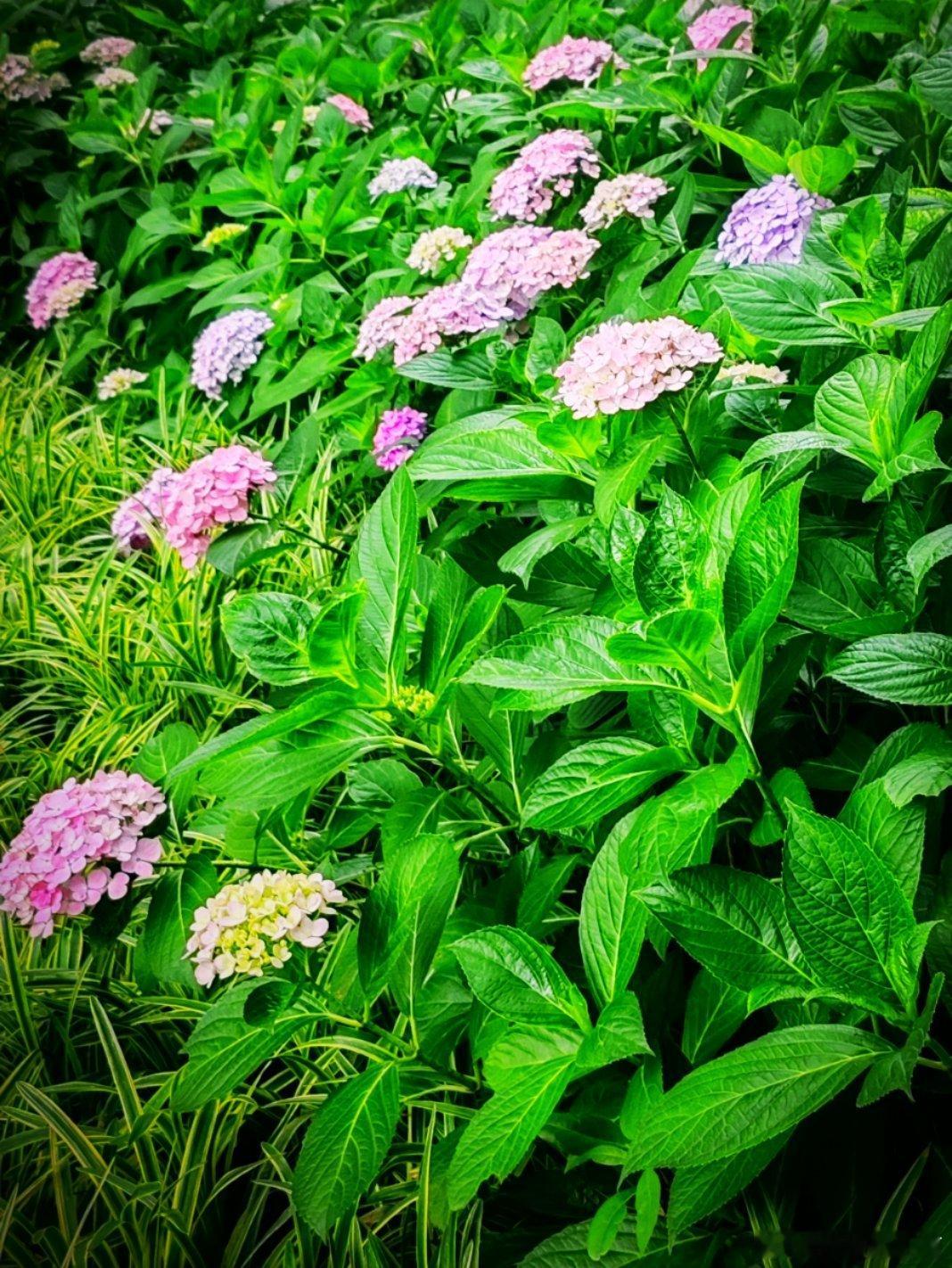 山美水美家乡美 美丽的绣球花，开在雨山湖公园的路边……用眼睛寻找美丽江南天天拍好