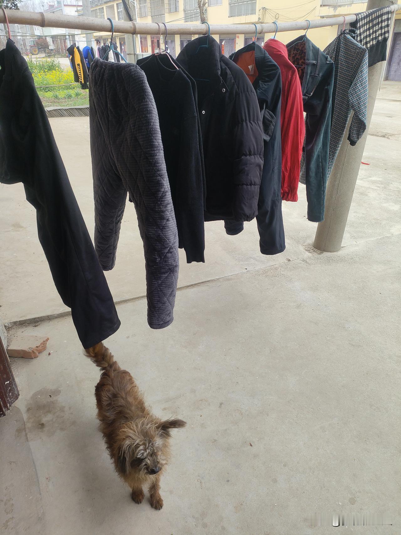 农村日常，并.不比上班轻松
早上天一亮就赶紧爬起来，开始一天的劳作，感觉每天都是