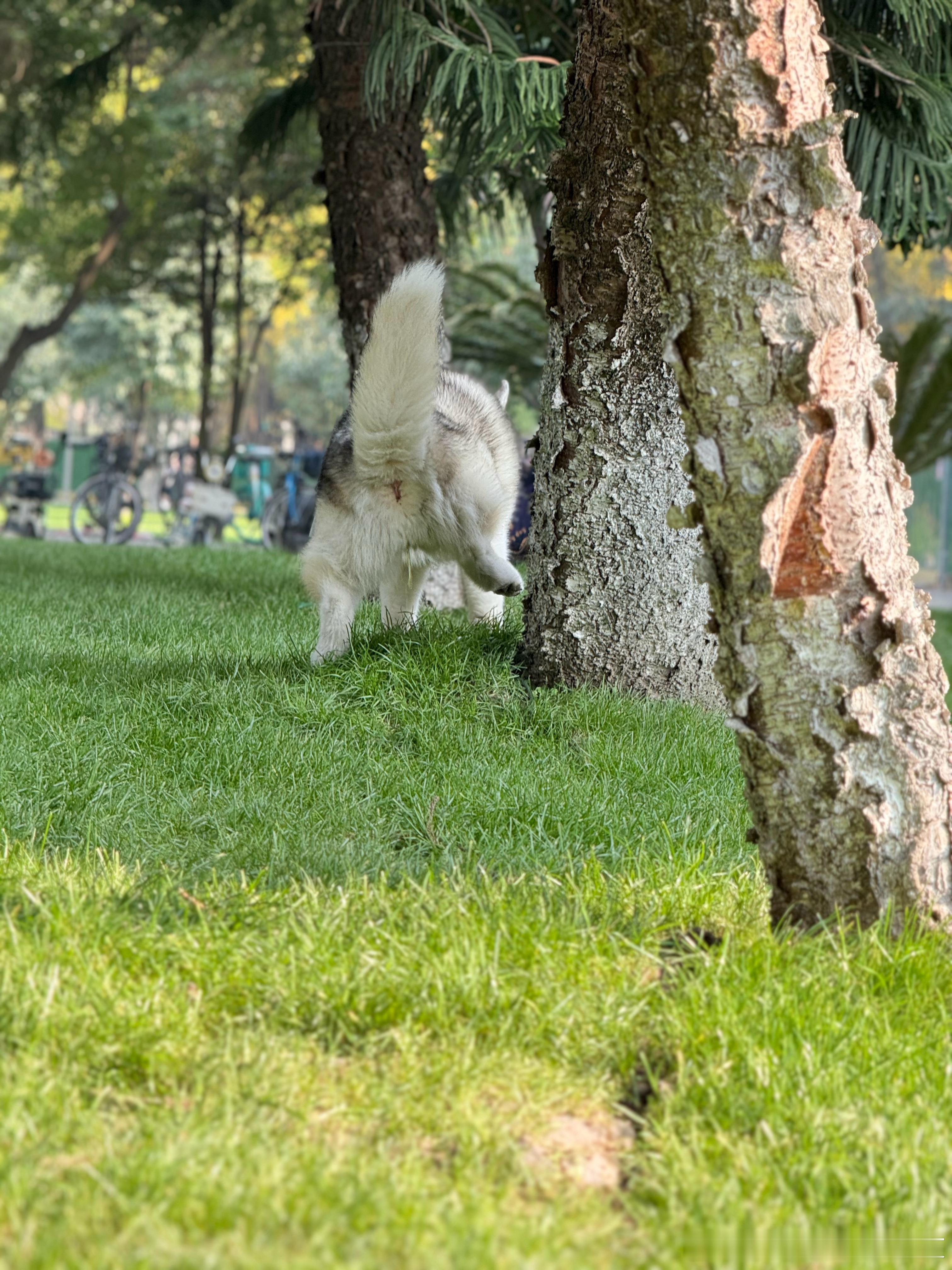 女明星珍贵的尿尿视频，腿只有这么点🤏🏻 