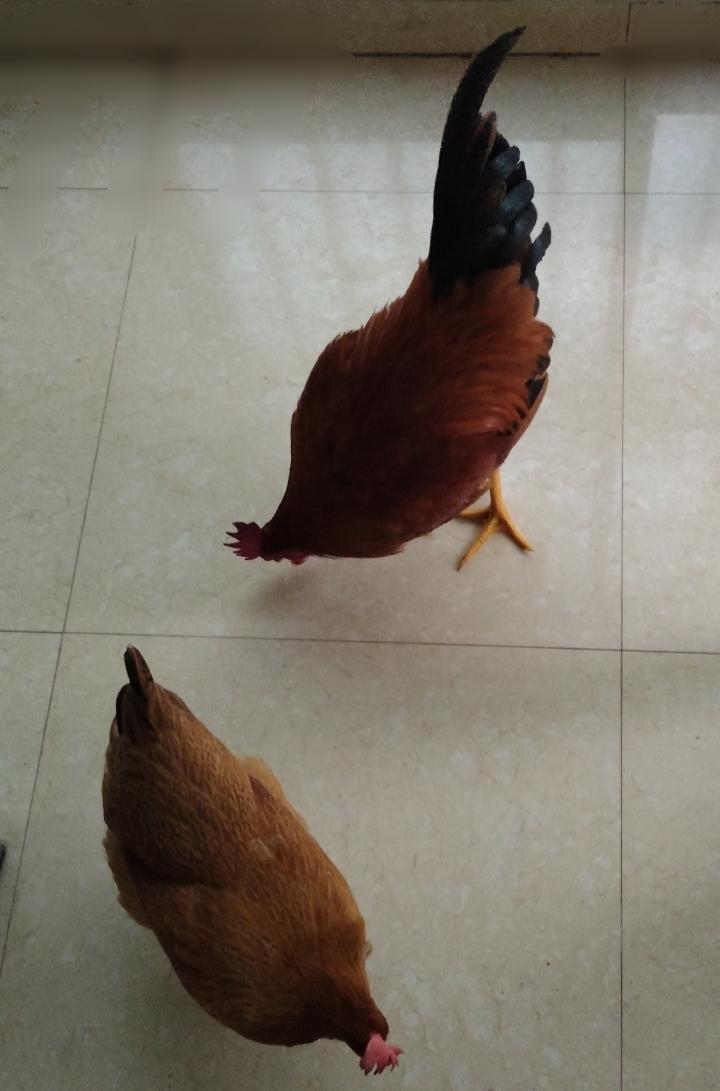 别傻了！预防公鸡打鸣器真的不管用。
因为怕公鸡打鸣扰民，我们便帮公鸡套了项圈预防