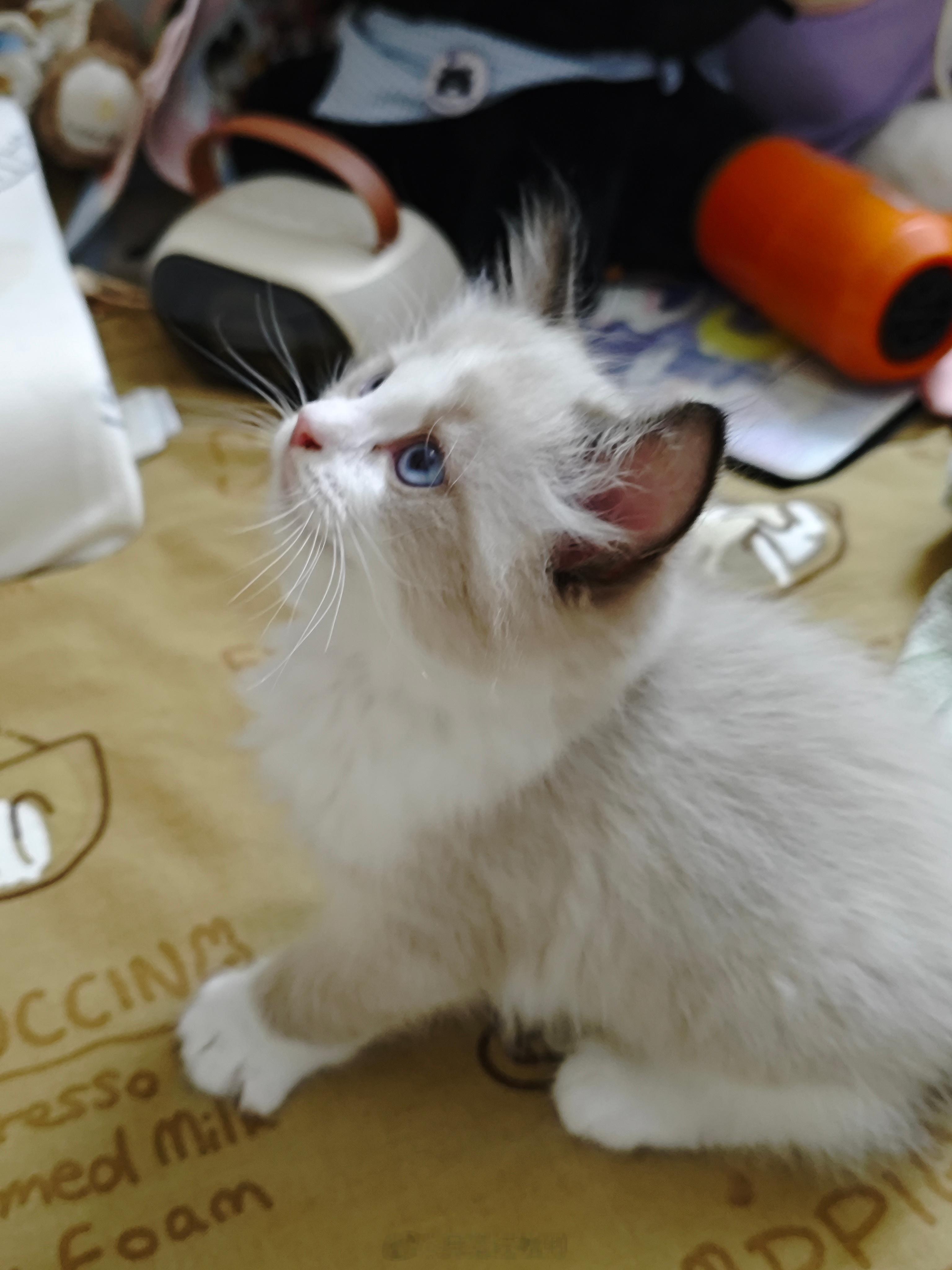 严肃钻研小咪中 
