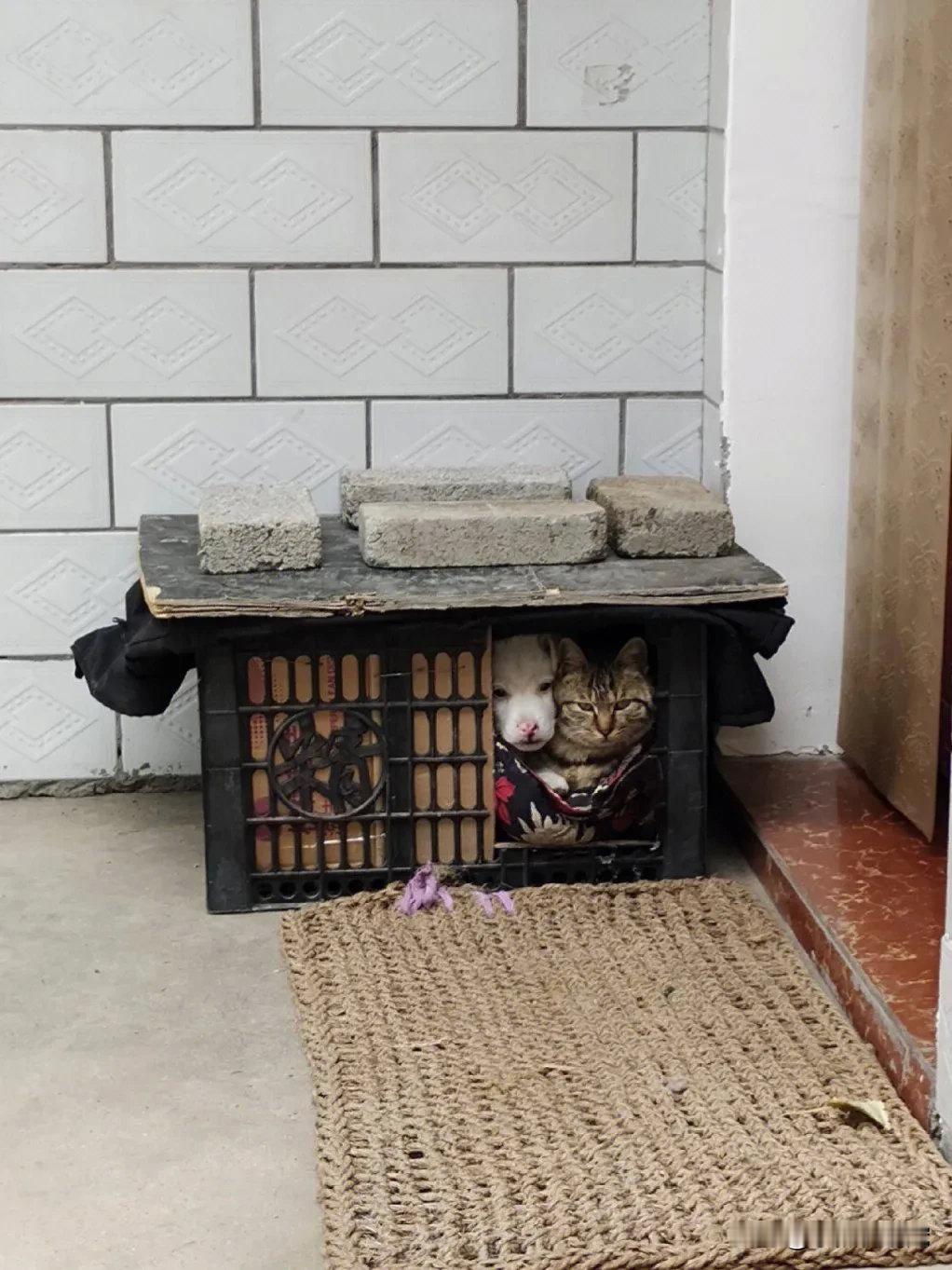 猫咪和狗子一起抱团取暖，真的好可爱啊！