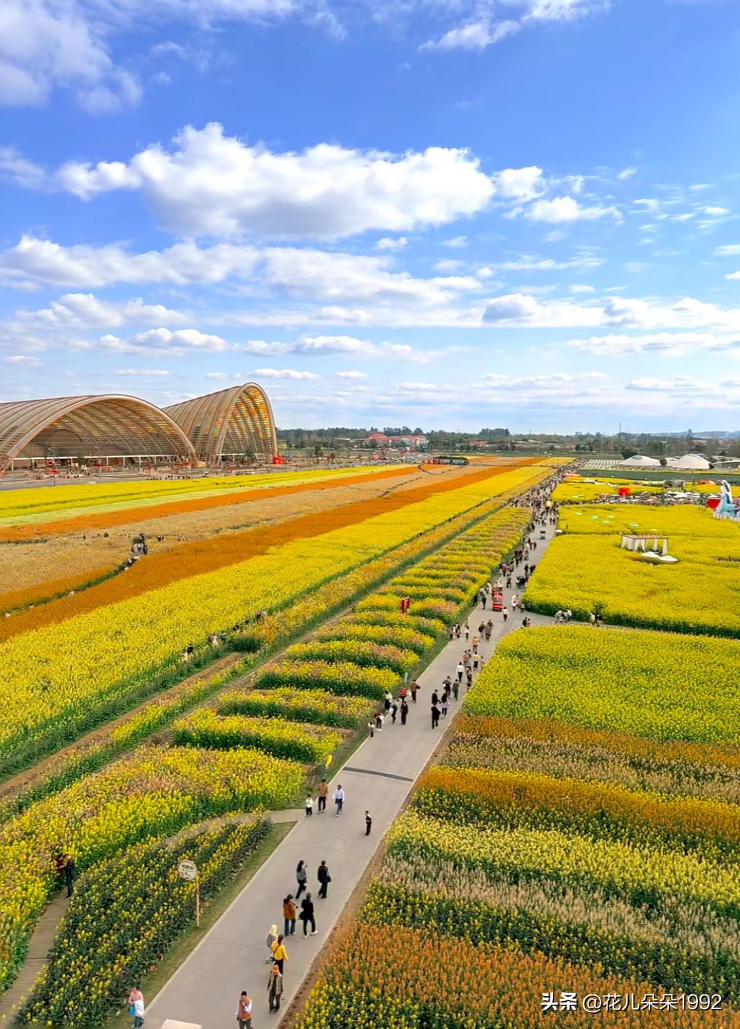成都第一波七彩油菜花已上线，不要错过，今年花开得太早。
这里哦：
🌼位置：天府