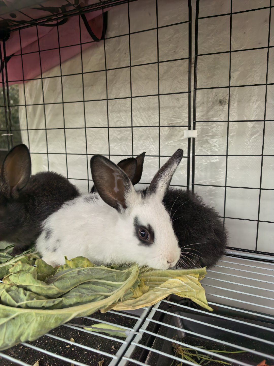 兔兔不好好睡觉，都是黑眼圈了日常分享旅想 jiang