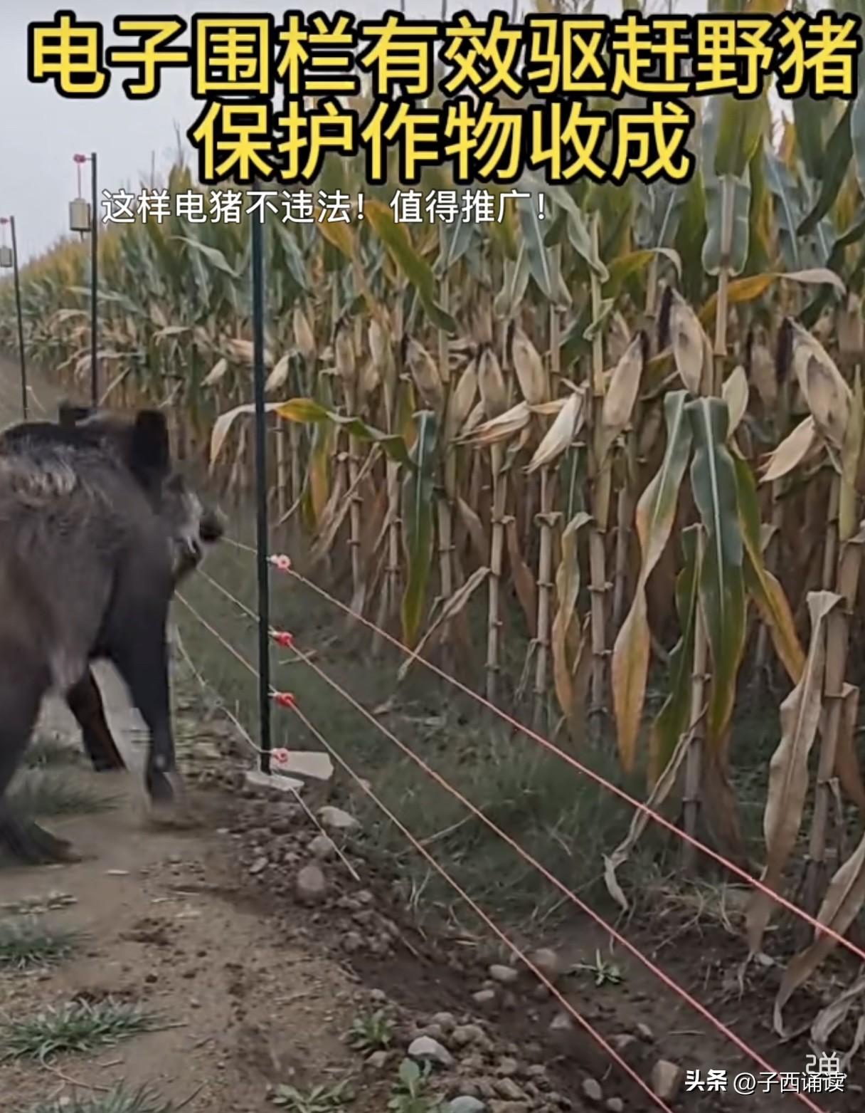 这样的电子围栏驱赶野猪真的有效吗？现在农村的野猪实在太多了，而且头顶保护动物的光